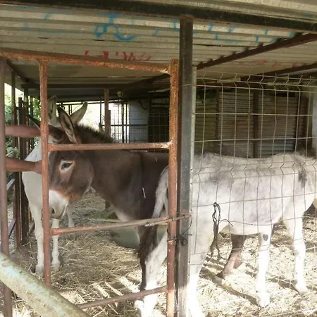 Burros